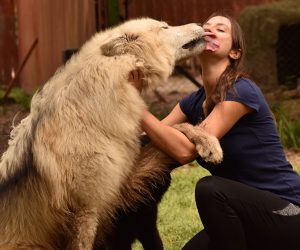 confianza en la manada