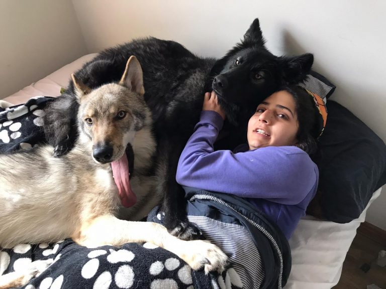 Perro Lobo HC Gris beige y negro