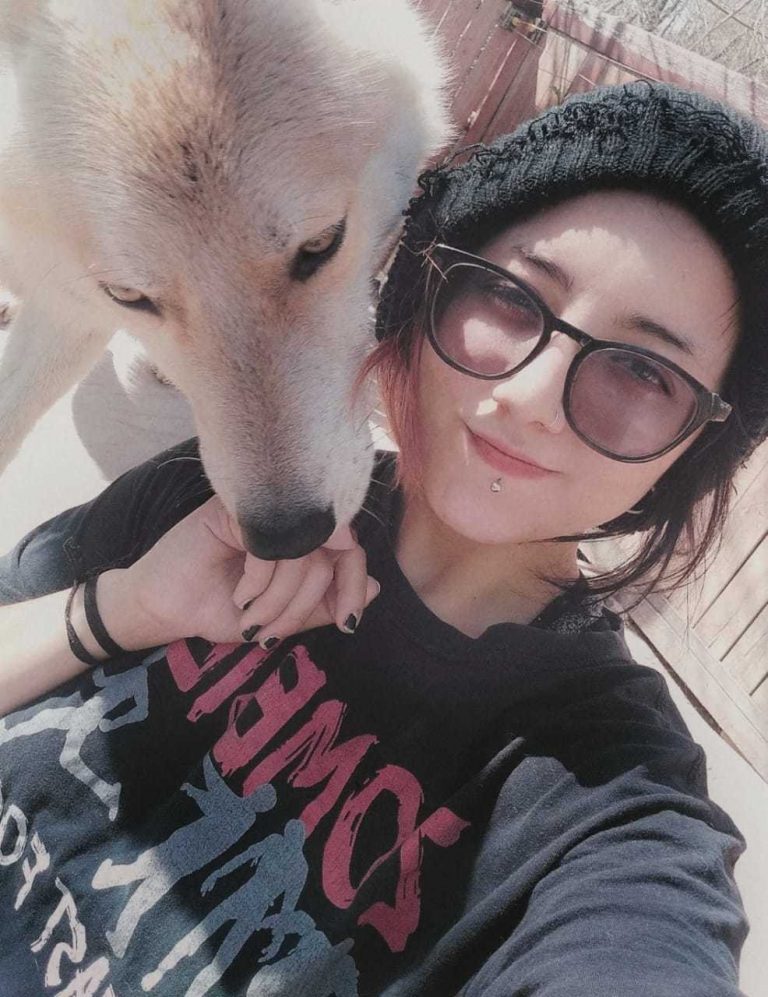 Perro Lobo HC cachorros Intercontinental Gris beige