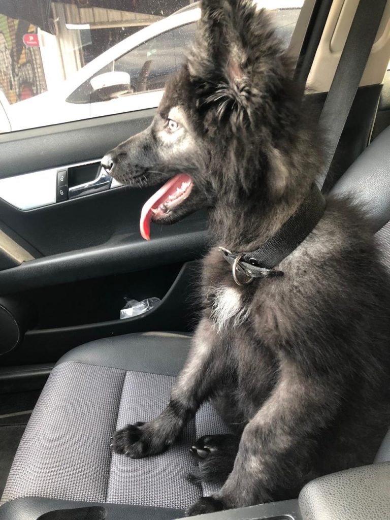 Perro Lobo HC cachorro negro acerado