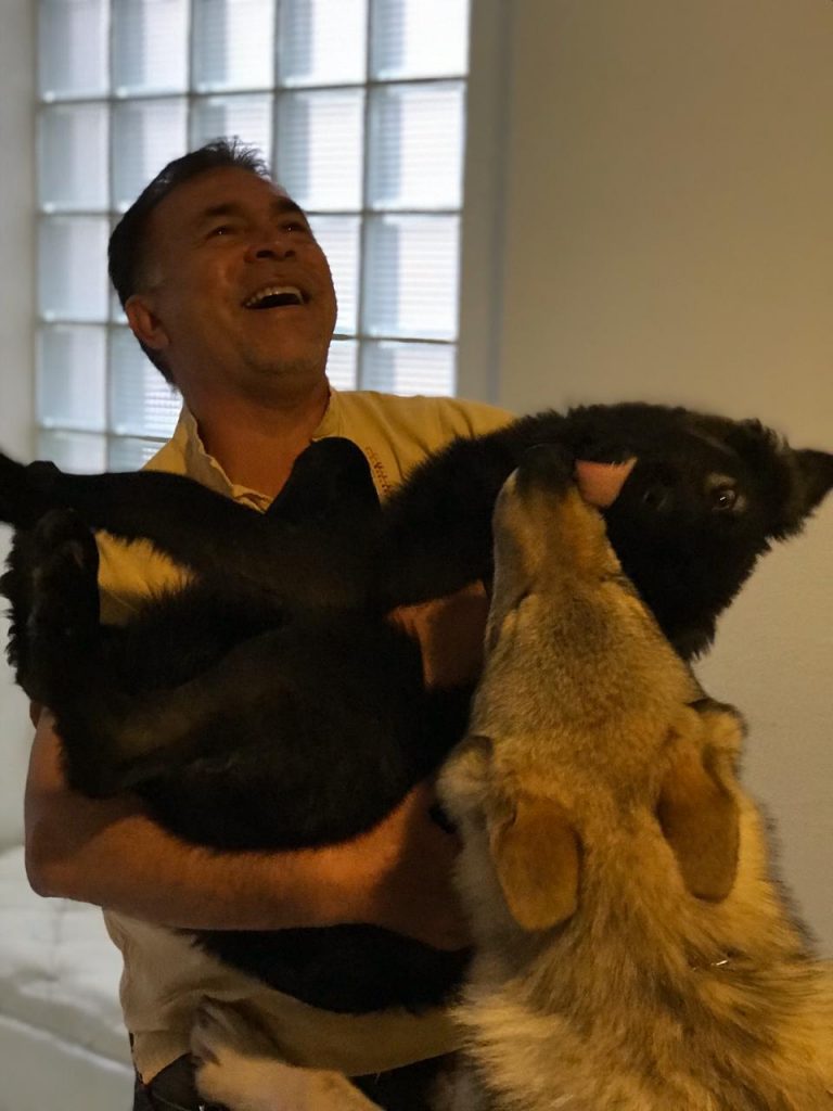 Perro Lobo HC Cachorros Gris beige y negro