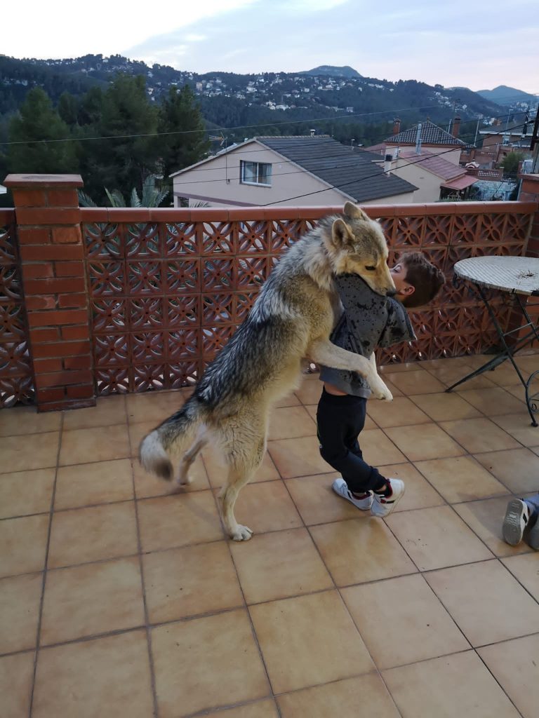 Perro Lobo HC Cachorro Gris beige