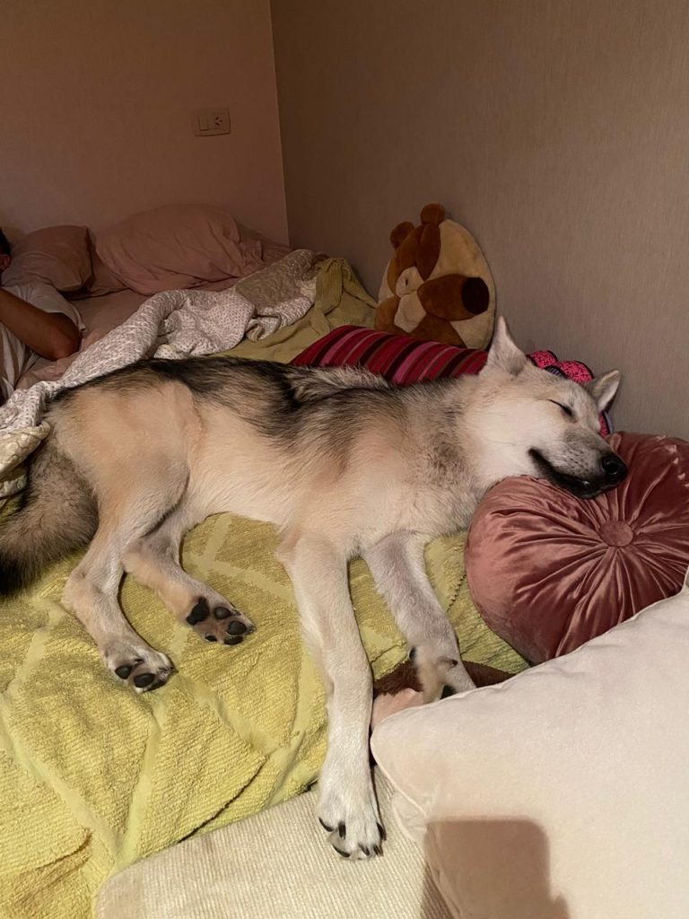 Perro Lobo HC Cachorro Gris beige