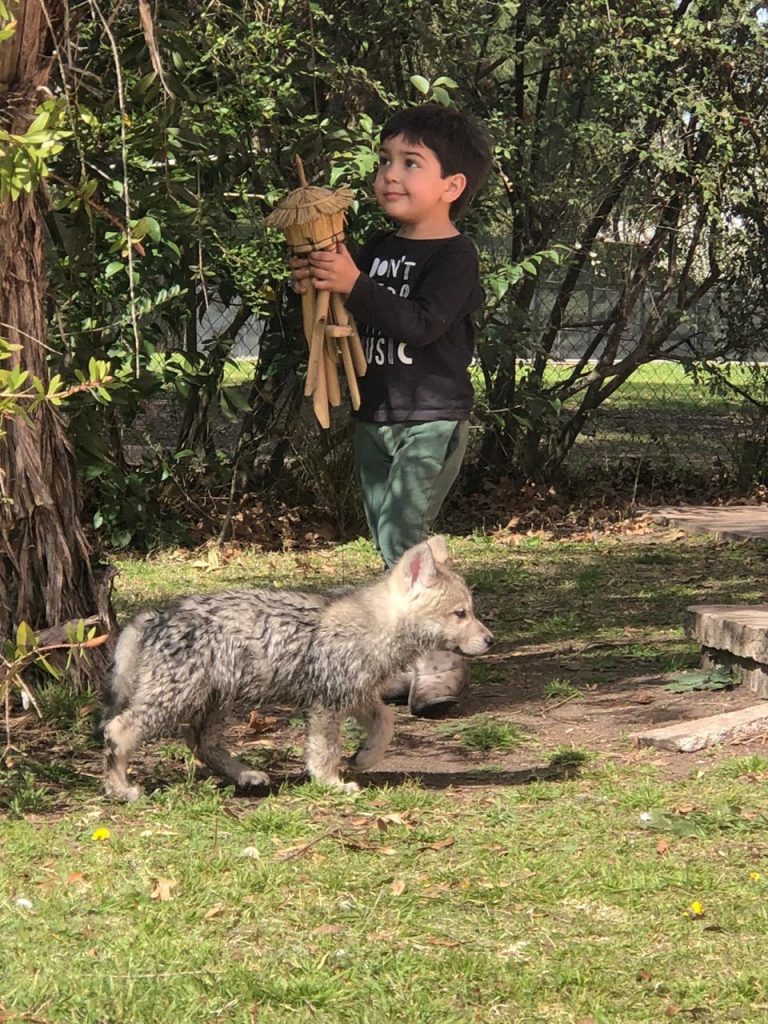 Perro Lobo HC Cachorro Gris beige