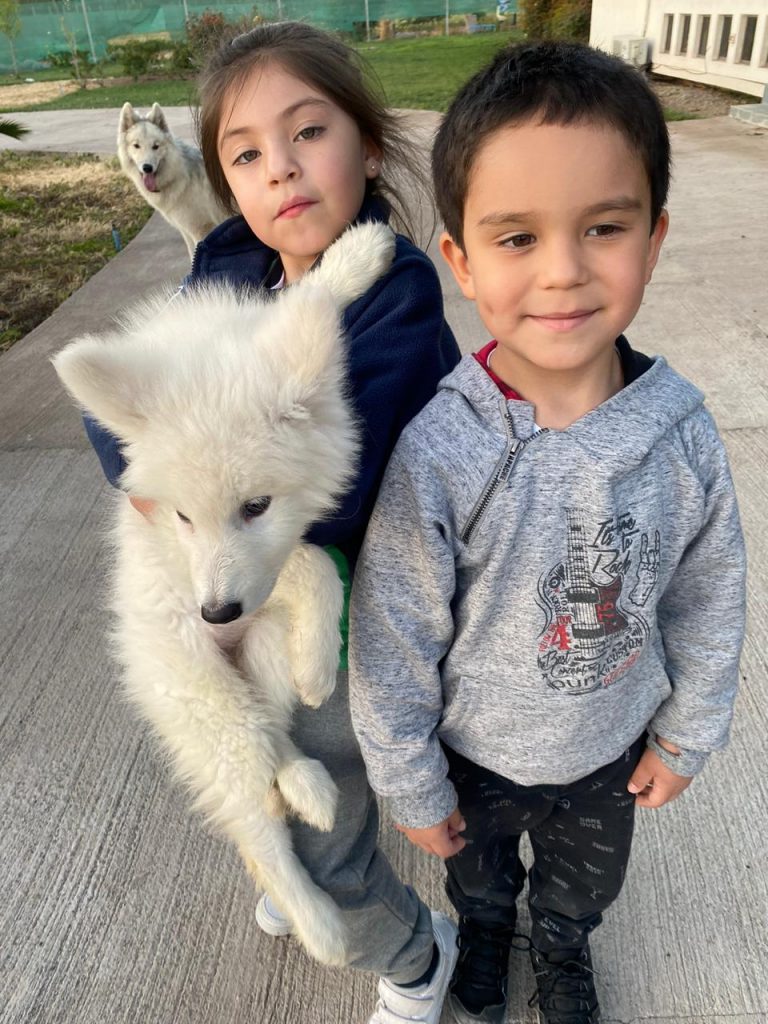 Perro Lobo HC Blanco